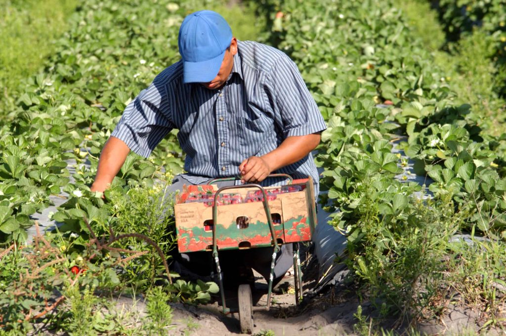 immigrant-field-laborer